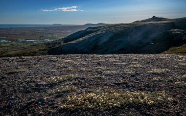 Nome, Alaska 'daki Sledge Adası' nda kır çiçekleri ve tepeler..