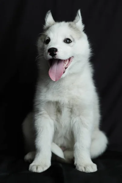 Perro Marrón Blanco Pequeño Cachorro Husky Siberiano Blanco Con Negro —  Fotos de Stock
