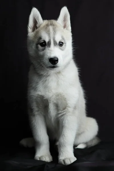 Perro Marrón Blanco Pequeño Cachorro Husky Siberiano Blanco Con Negro — Foto de Stock