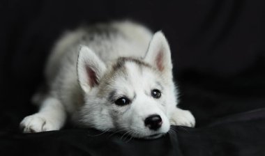 Küçük Sibirya Husky köpeği, beyaz ve siyah.