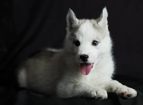 Маленький сибирский щенок Хаски, белый с черным — стоковое фото