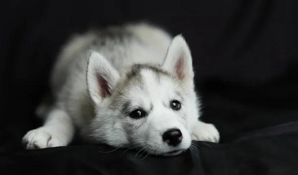 Küçük Sibirya Husky köpeği, beyaz ve siyah. — Stok fotoğraf