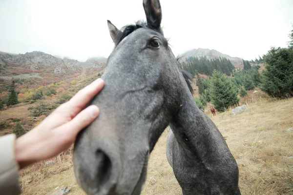 Caballo gris alegre en un césped en las montañas — Foto de Stock