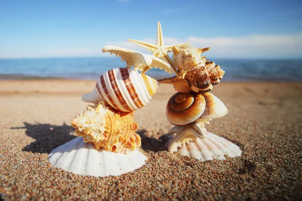 Conchas Marinas Estrellas Orilla Descansa Orilla Del Mar Océano Viajar — Foto de Stock