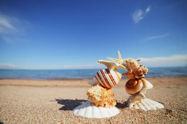 Conchas Marinas Estrellas Orilla Descansa Orilla Del Mar Océano Viajar — Foto de Stock