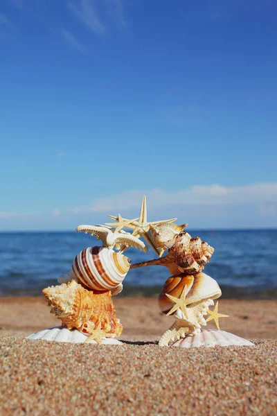 Sea Shells Stars Shore Rest Seashore Ocean Travel Islands Air — Stock Photo, Image