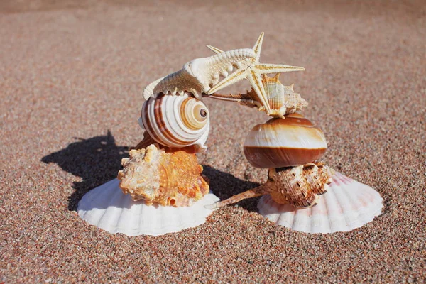 Conchas Marinas Estrellas Orilla Descansa Orilla Del Mar Océano Viajar — Foto de Stock