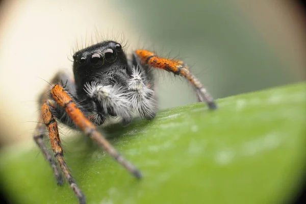 Skákající Pavouk Zblízka Makro Pavoučí Portrét Pavouk Krásnýma Očima Zblízka — Stock fotografie