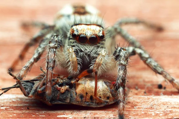 Aranha Saltitante Perto Macro Shot Retrato Aranha Aranha Com Belos — Fotografia de Stock