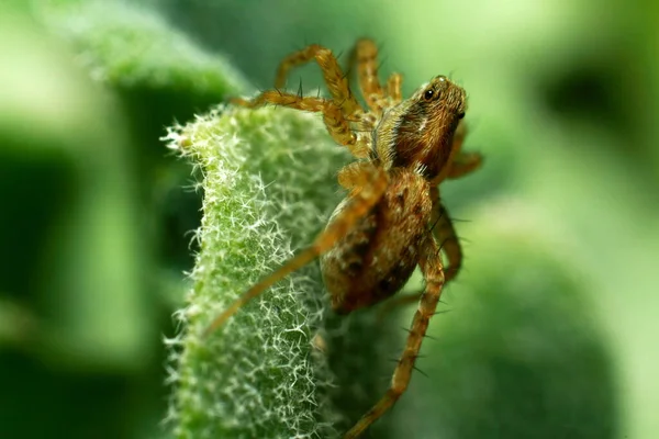 Aranha Saltitante Perto Macro Shot Retrato Aranha Aranha Com Belos — Fotografia de Stock