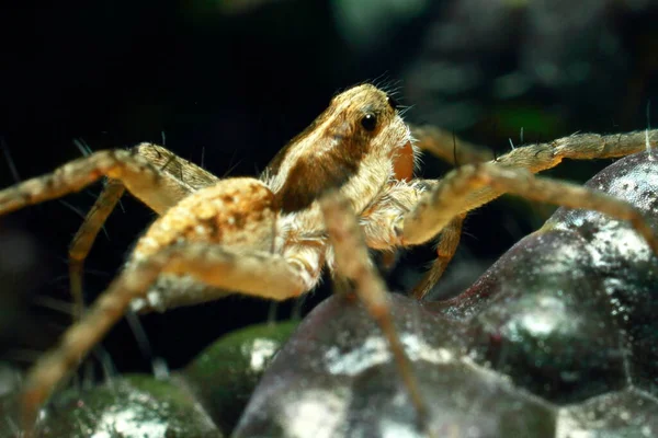 Skákající Pavouk Zblízka Makro Pavoučí Portrét Pavouk Krásnýma Očima Zblízka — Stock fotografie