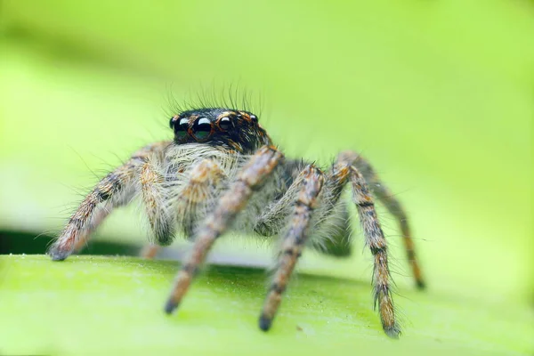 Springende Spinne Aus Nächster Nähe Makroschuss Spinnenporträt Spinne Mit Schönen — Stockfoto