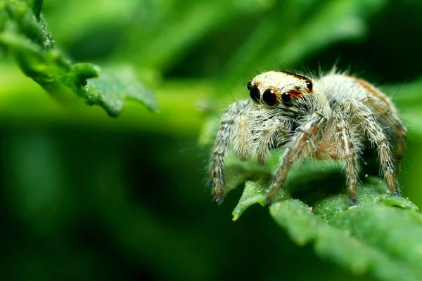 Skákající Pavouk Zblízka Makro Pavoučí Portrét Pavouk Krásnýma Očima Zblízka — Stock fotografie