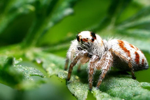 Aranha Saltitante Perto Macro Shot Retrato Aranha Aranha Com Belos — Fotografia de Stock