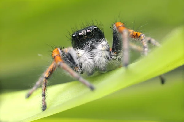 Skákající Pavouk Zblízka Makro Pavoučí Portrét Pavouk Krásnýma Očima Zblízka — Stock fotografie