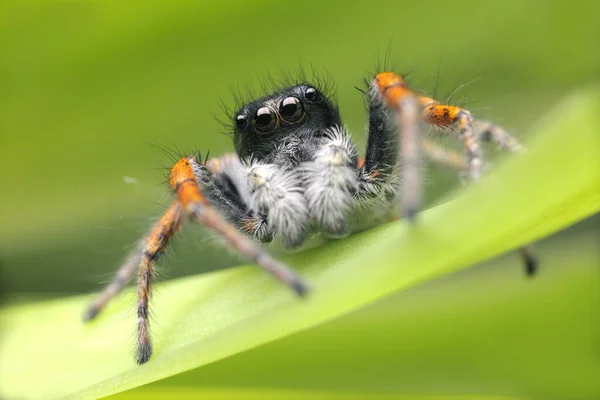 Springen Spin Van Dichtbij Macro Heeft Geschoten Spinnenportret Spin Met — Stockfoto