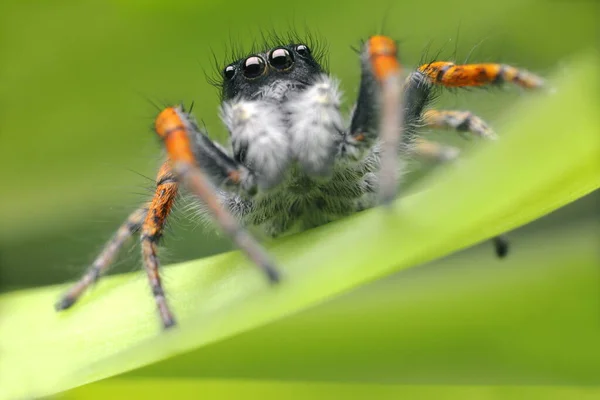 Araña Saltando Cerca Macro Disparó Retrato Araña Araña Con Hermosos — Foto de Stock