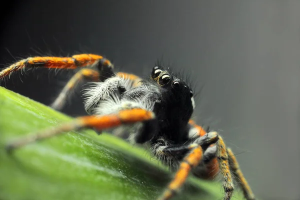 Skákající Pavouk Zblízka Makro Pavoučí Portrét Pavouk Krásnýma Očima Zblízka — Stock fotografie