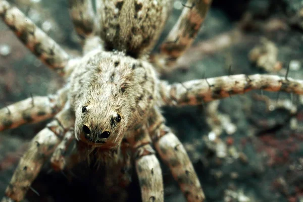 Aranha Saltitante Perto Macro Shot Retrato Aranha Aranha Com Belos — Fotografia de Stock