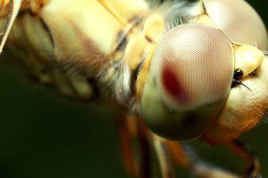 Makro çekimler, güzel doğa sahnesi yusufçuk sineği. Göz ve kanat ayrıntıları gösteriliyor. Yusufçuk doğal ortamında arka plan ya da duvar kağıdı olarak kullanılır. Makale yazma kavramı..