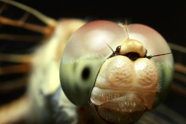 Makro çekimler, güzel doğa sahnesi yusufçuk sineği. Göz ve kanat ayrıntıları gösteriliyor. Yusufçuk doğal ortamında arka plan ya da duvar kağıdı olarak kullanılır. Makale yazma kavramı..