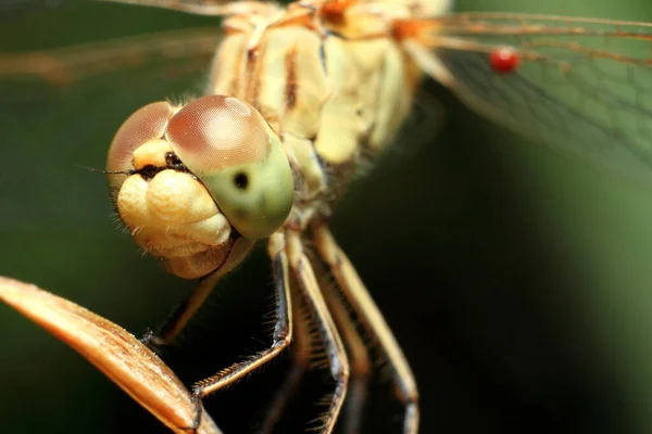 Macro Shots Bela Cena Natureza Libélula Mostrando Olhos Asas Detalhe — Fotografia de Stock