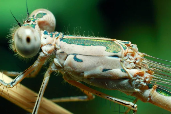 Macro Shot Bella Scena Della Natura Libellula Visualizzazione Occhi Ali — Foto Stock