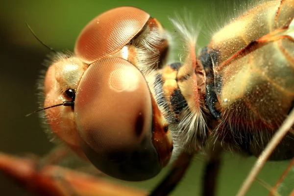 Macro Shots Beautiful Nature Scene Dragonfly Showing Eyes Wings Detail — Stock Photo, Image
