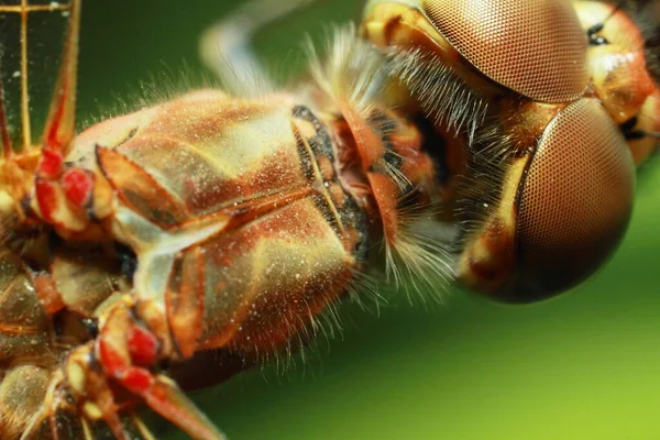 Makro Skott Vacker Natur Scen Trollslända Visar Ögon Och Vingar — Stockfoto