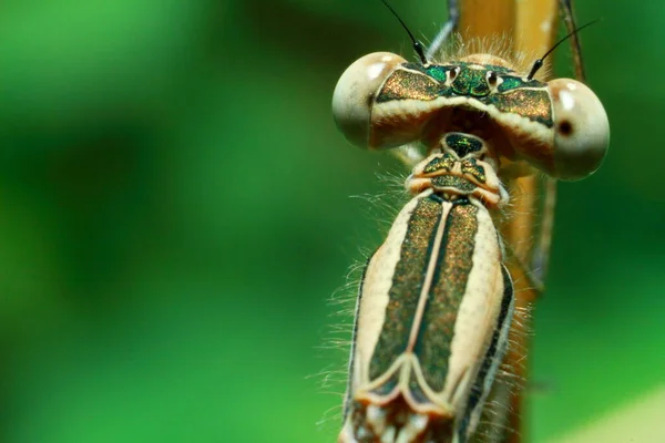 Makroaufnahmen Schöne Naturszene Libelle Zeigt Details Von Augen Und Flügeln — Stockfoto