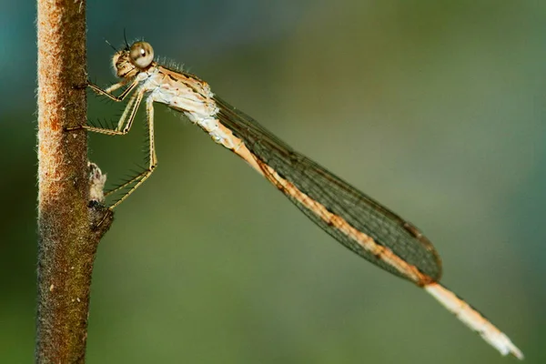 Macro Shots Beautiful Nature Scene Dragonfly Showing Eyes Wings Detail — Stock Photo, Image