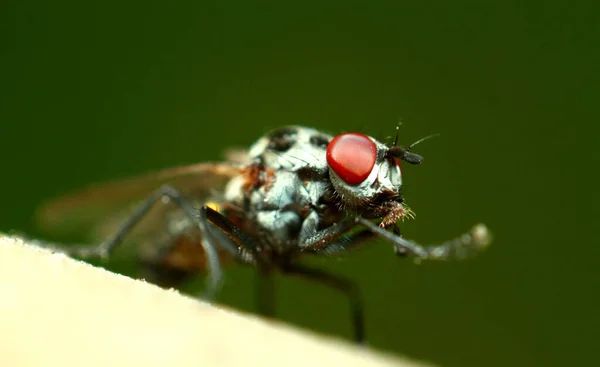 Fliege Mit Roten Augen Kleines Insektenmakro Die Gemeine Grüne Flaschenfliege — Stockfoto