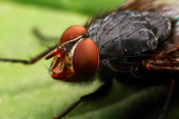 Flyga Med Röda Ögon Liten Insekt Makro Den Vanliga Gröna — Stockfoto