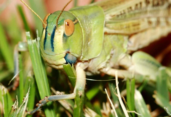 Extreme Locust Closeup Grasshopper Green Leaf High Quality Photo — Stock Photo, Image