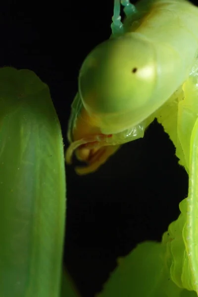 Mantis Mantis Religiosa Alimentación Avispas Mantis Verde Cerca Foto Alta — Foto de Stock