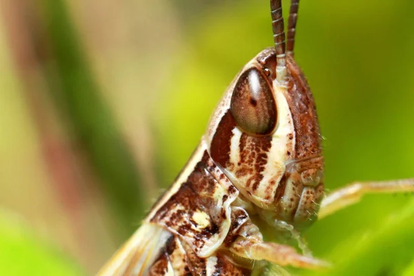Extreme Locust Closeup Grasshopper Green Leaf High Quality Photo — Stock Photo, Image