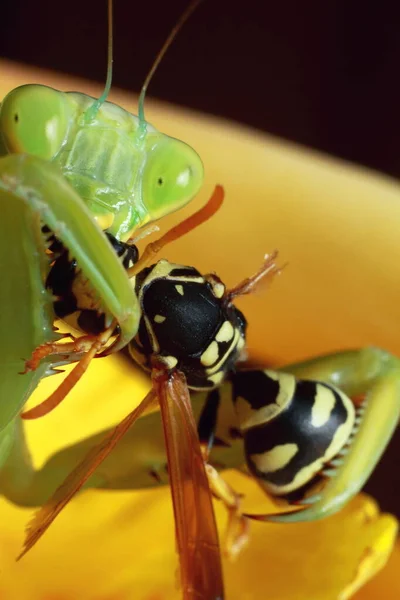 Mantis Mantis Religios Hrănire Viespi Mantis Verde Aproape Fotografie Înaltă — Fotografie, imagine de stoc