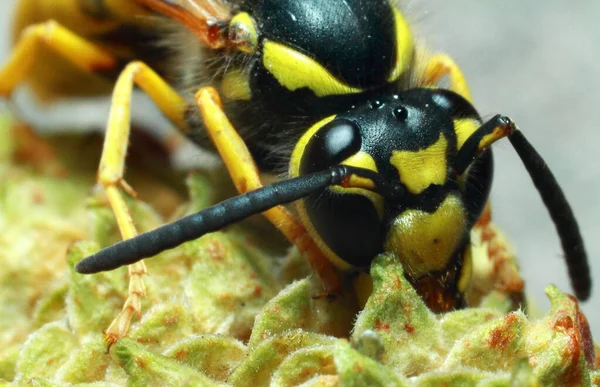 Wasp Gul Svart Insekt Växt Närbild Högkvalitativt Foto — Stockfoto
