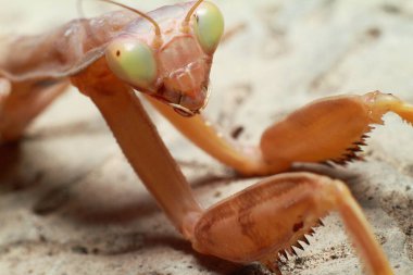 Peygamberdevesi, dini peygamber devesi, eşek arısı yemi, yeşil peygamber devesi. Yüksek kalite fotoğraf