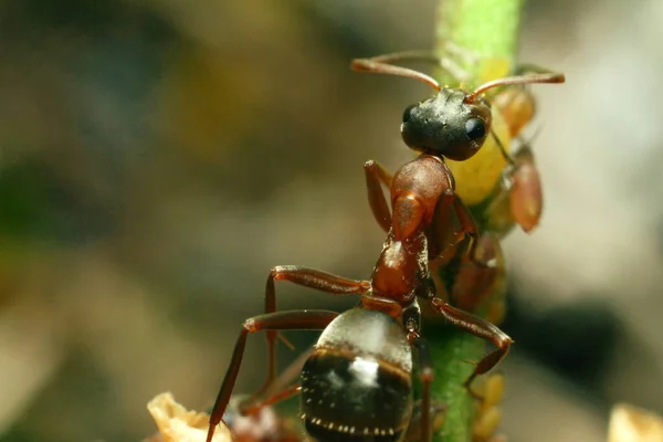 Kahverengi Karıncalar Grup Yaprak Bitleriyle Ilgilenin Yüksek Kalite Fotoğraf — Stok fotoğraf