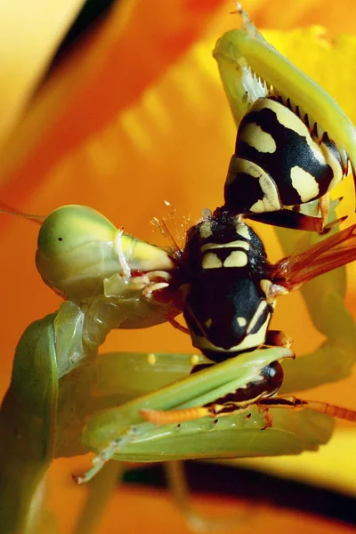 Mantis Religious Mantis Wasp Feeding Green Mantis Close High Quality — Stock Photo, Image