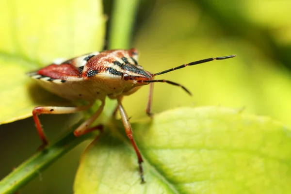 Vacker Insekt Ett Saftigt Grönt Blad Skalbagge Högkvalitativt Foto — Stockfoto