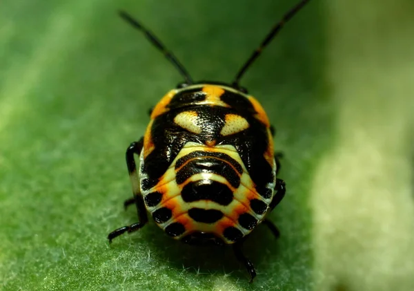 Krásný Hmyz Šťavnatém Zeleném Listu Brouku Kvalitní Fotografie — Stock fotografie