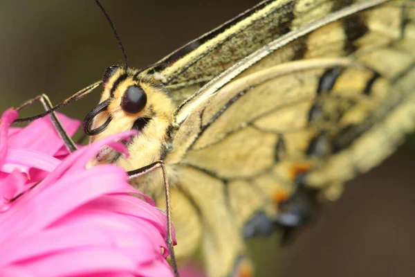 粉红花朵上的米色蝴蝶 眼睛和蝴蝶鱼尾纹 高质量的照片 — 图库照片