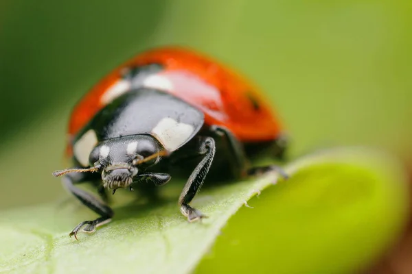 Coccinella Rosso Vivo Foglio Succoso Sbadigliare Foto Alta Qualità — Foto Stock