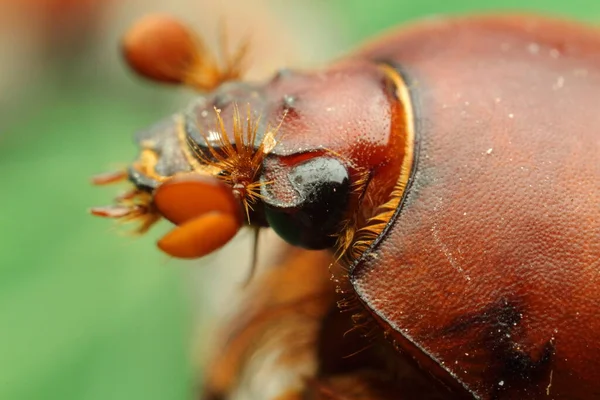 Bellissimo Insetto Una Foglia Verde Succosa Scarabeo Foto Alta Qualità — Foto Stock