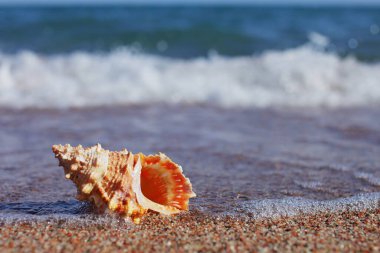 Kumsalda deniz kabukları. Dalgalı kumsal. Yaz tatili kavramı. Deniz kenarında tatiller. Yüksek kalite fotoğraf