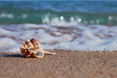 Kumsalda deniz kabukları. Dalgalı kumsal. Yaz tatili kavramı. Deniz kenarında tatiller. Yüksek kalite fotoğraf