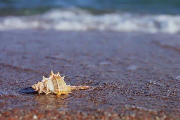 Sea Shells Beach Sandy Beach Waves Summer Vacation Concept Holidays — Stock Photo, Image