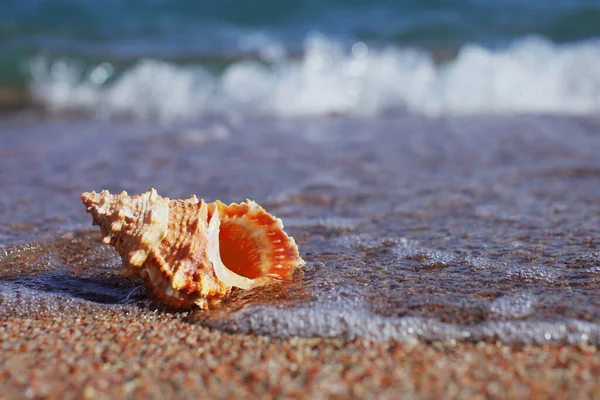 Sea Shells Beach Sandy Beach Waves Summer Vacation Concept Holidays — Stock Photo, Image